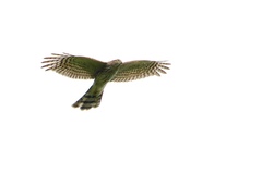 Accipiter