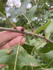 Kokkocynips imbricariae
