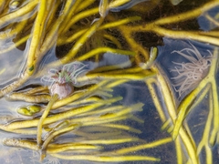 Anemonia viridis