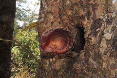 Microporus xanthopus