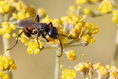 Arachnospila