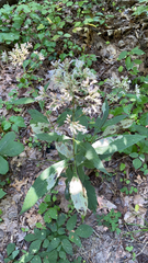 Eutrochium purpureum