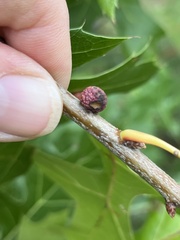 Kokkocynips imbricariae