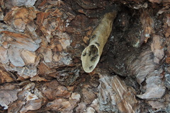 Microporus xanthopus