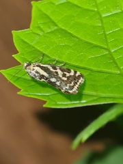 Acontia trabealis