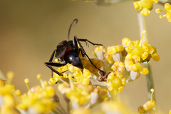 Arachnospila