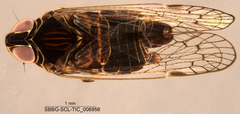 Hemiptera