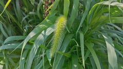 Setaria faberi