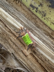 Limacodidae