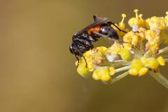 Arachnospila
