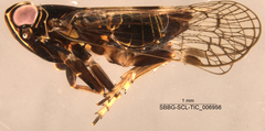 Hemiptera