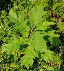 Quercus rubra