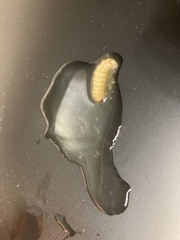 Eichlinia cucurbitae