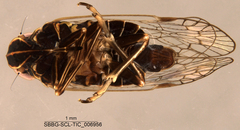 Hemiptera