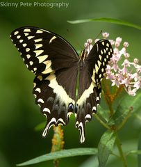 Papilio palamedes