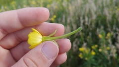Oenothera villosa