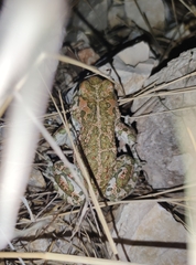 Bufotes viridis viridis