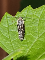 Acontia trabealis
