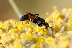 Arachnospila