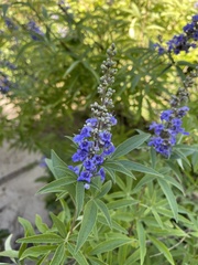 Vitex