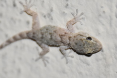 Tarentola mauritanica