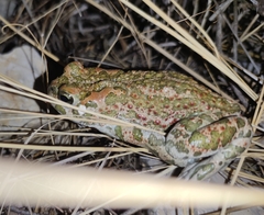 Bufotes viridis viridis