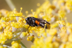 Arachnospila