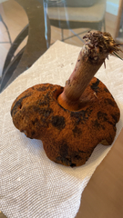 Boletus subvelutipes