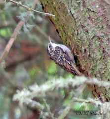 Certhia americana
