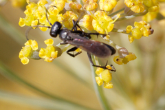 Arachnospila