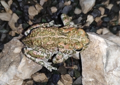 Bufotes viridis viridis