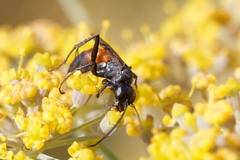 Arachnospila