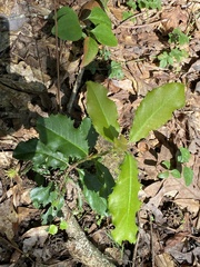 Photinia serratifolia