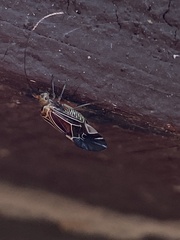 Cerastipsocus venosus