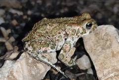 Bufotes viridis viridis