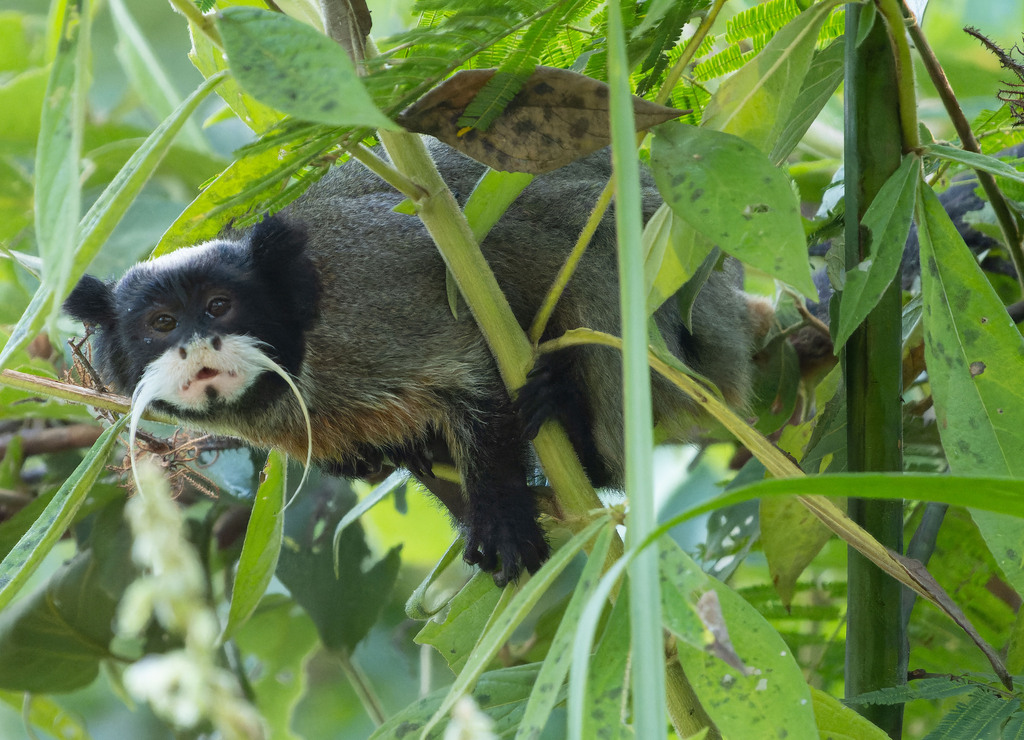 Emperor Tamarin