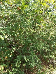 Amelanchier alnifolia