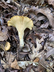 Cantharellus lateritius