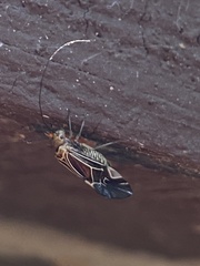 Cerastipsocus venosus