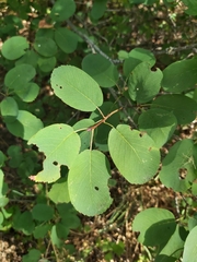 Amelanchier alnifolia