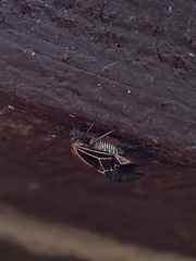 Cerastipsocus venosus