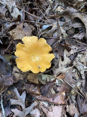 Cantharellus lateritius
