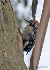 Dryobates nuttallii