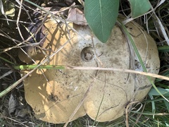 Caloboletus radicans