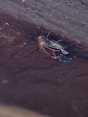 Cerastipsocus venosus