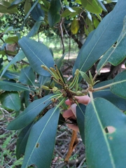 Rhododendron maximum