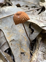 Marasmius siccus