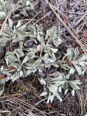 Antennaria howellii