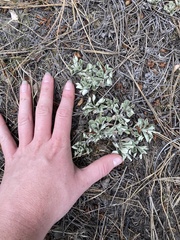 Antennaria howellii