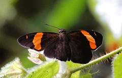 Celaenorrhinus cameroni